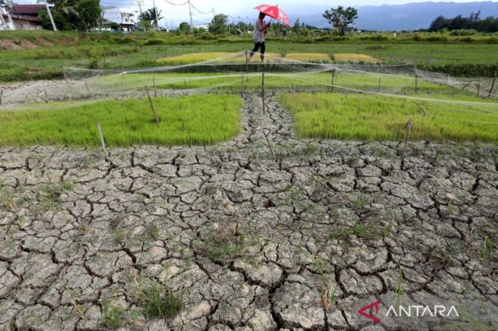 BMKG NTB: Kekeringan Ekstrem Terjadi 84 Hari di Bima